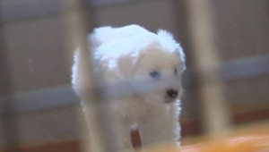 V trnavskej nemocnici našli vyhodené šteniatka. Nemali by šancu prežiť