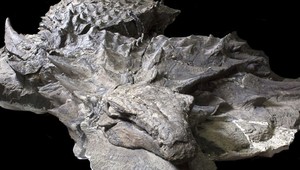 FOTOGALÉRIA: Skamenený dinosaurus má vyše 100 miliónov rokov a vyzerá ako socha