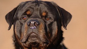 Dievčatko dohrýzol rotvajler, bojuje o život