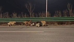 „Ušli mäsiarom a išli domov.“ Virálny príbeh 7 psov z Číny má nečakané rozuzlenie