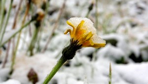 Na teplé májové dni zabudnite, prídu aj prízemné mrazy