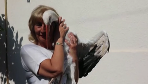 Z bociana sa stal domáci miláčik: Novú rodinu si obľúbil rovnako, ako ona jeho