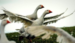 VIDEO: Bojovná hus sa pustila do úradníka. A nevzdala sa...