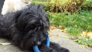 Jed v maškrtách a v špongii obalenej vo vajci: Páchateľ sa snažil zabiť psíkov krutým spôsobom