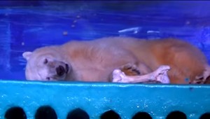 Najsmutnejší medveď na svete sa bude sťahovať do lepšieho