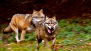 Vlčica učí mláďatá loviť ovce, bačovia v okolí Humenného sú zúfalí