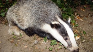 Ľuďom vstup zakázaný. Hrad obýval poriadne nahnevaný dobyvateľ