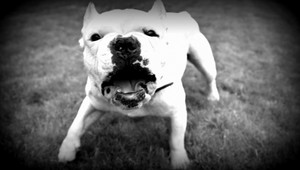 Pes zabil dieťa, ktoré ho potiahlo za chvost. Majiteľ sa postavil pred súd