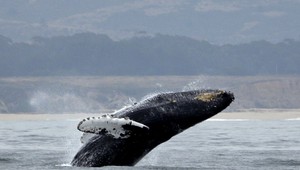 V Japonsku zabili pre vedecké účely 177 vráskavcov