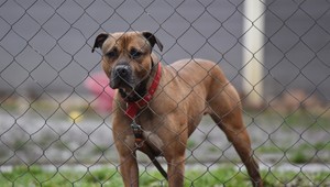 Preventívna akcia v bytovke odhalila niekoľko nezodpovedných majiteľov psov