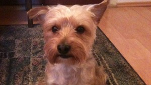 Bratislavčanke sa stratil teriér, napokon mala šťastie