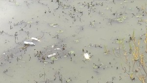 Tok Čiernej vody sa stal smrteľným. Rybári bojujú s úhynom rýb