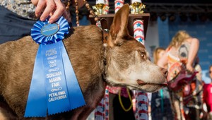 Najškaredší pes sveta sa volá Quasi Modo, vystraší aj nebojácnych chlapov