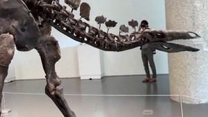 Rekordná aukcia: Fosília stegosaura predaná za 44 miliónov dolárov