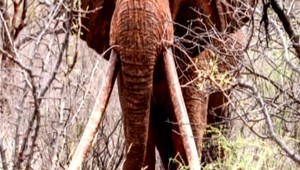 Environmentalisti klepli po prstoch pytliakom. Objavili centrum pašovania slonoviny