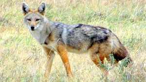 V Zboji našli nezvyčajné zviera, šakal k nám prišiel z Afriky