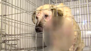 Trojmesačné šteniatko niekto vyhodil z auta. Veterinárka hovorí o jednom z najhorších spôsobov týrania