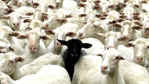 Ovce padajúce z neba? Na austrálskej diaľnici