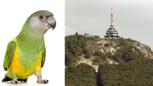 V Nitre sa stratil Papagáj senegalský, odmena 150 € istá