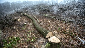 Kauza výrub lesa na Kolibe pokračuje. Plochy budú zalesnené