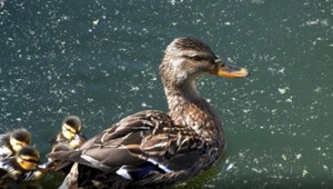 VIDEO: Hasiči pomáhali káčatkám uviaznutým v hlbokej nádrži