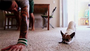 VIDEO. Táto čivava dokáže cvičiť jogu!