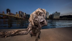 Selfie mánii podľahli aj psy: Pozrite, týchto 10 chlpáčov má lepšiu foto ako vy!