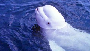 Áno, je to možné. Vedci skúmali hovoriacu rybu