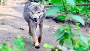 V okolí Rimavskej Soboty videli ľudia vlkov. Jeden skončil pod kolesami auta