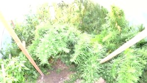 Tresty za marihuanu sa dostali pred ústavný súd. Na konci procesu môže dôjsť k zmene paragrafov