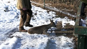 Pes spôsobil smrť dvom srnám, majiteľka za to zaplatí