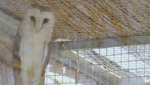 Sovy sú v ohrození: Autá ich zabíjajú desaťnásobne viac