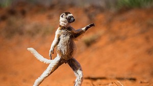 Fotky zachytili vtipné momenty zvierat, vyčarujú vám úsmev na tvári