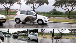 Po ceste pobehoval zmätený pštros