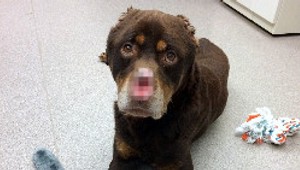 Psovi odrezali uši aj ňufák, na dolapenie páchateľa je vypísaná vysoká odmena