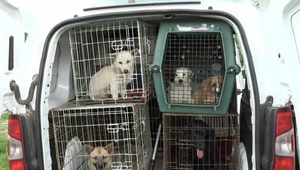 Veľká kastračná akcia: Odchytili túlavé psy, zákrok im vykonali zadarmo