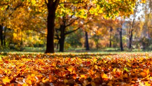 Meteorologická jeseň je tu, prvý školský deň prináša ukážkové počasie