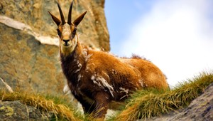 Jožo Kubáni rátal v Tatrách kamzíky. A posmutnel...