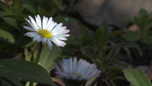 S teplejšími dňami prišli aj prví jarní poslovia. Príroda sa začala prebúdzať