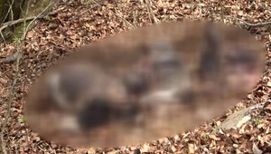 Chovateľ vyhodil pozostatky uhynutých zvierat do lesa. Hrozí mu za to mastná pokuta