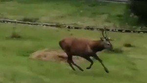 FOTO: Obyvatelia Tatranskej Lomnice čelia nebezpečným útokom zvieraťa