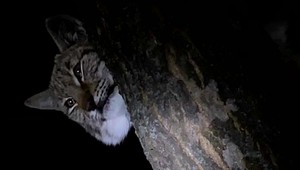 Podľa viacerých pozorovaní sa už niekoľko dní pohybuje v uliciach Prešova rys. Zatiaľ uniká pokusom o dolapenie