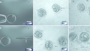 Vedci poskladali origami z buniek. Srdciari sa radujú