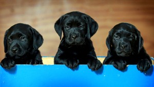 Teplo útočí aj na psy. Neberte ich na dlhé prechádzky