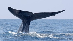 Veľrybám dali kamery. Pozrite sa, čo sa im podarilo nakrútiť