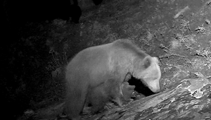 Pracovníci NP Veľká Fatra sa tešia milému úspechu. Samica medveďa si úspešne adoptovala opustené mláďa