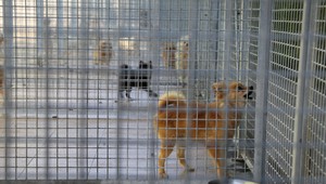 FOTO: Slovák vyvážal do zahraničia tisíce nakazených šteniat