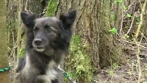 Týraného psíka zachránilo štekanie!