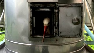 VIDEO: Náročný zásah ochranárov. Mláďa bociana zmizlo v plechovej rúre