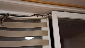 Hasiči odchytili v byte 1,5 metrového hada. Dostal sa do vnútra cez ventilačné okno